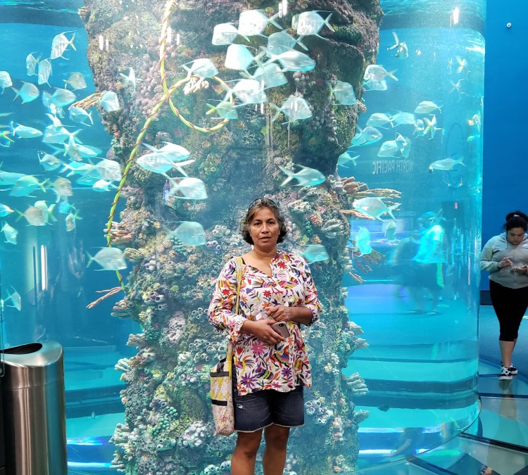 Aquarium At Moody Gardens (Galveston,&nbspTX)
